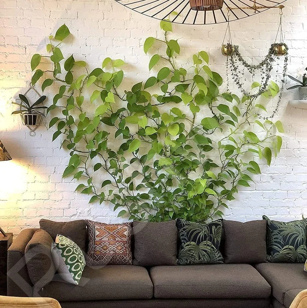 3-IN-1 PLANT CLIMBING CLIPS - Image 2