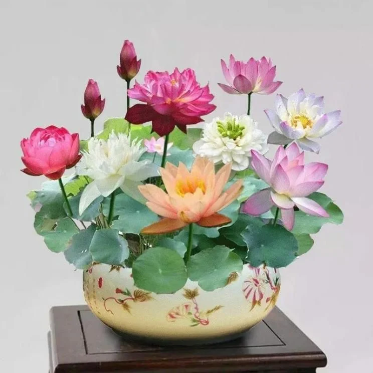 Bonsai Lotus Flower Seeds - Image 2