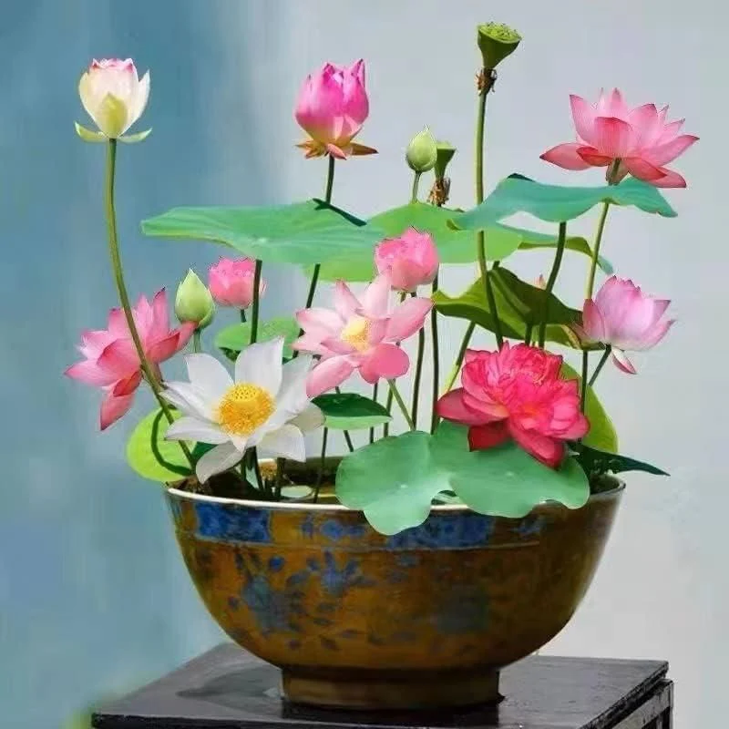 Bonsai Lotus Flower Seeds - Image 3