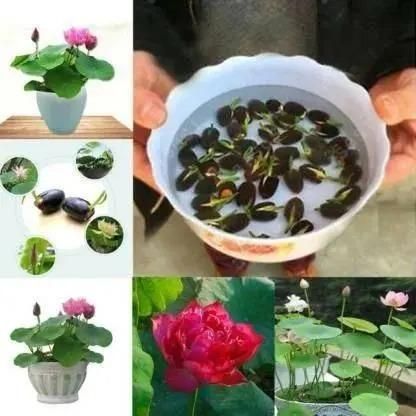 Bonsai Lotus Flower Seeds - Image 4