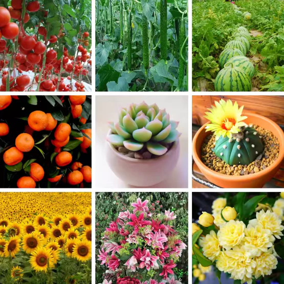 Flower Growth Seeds - Image 2
