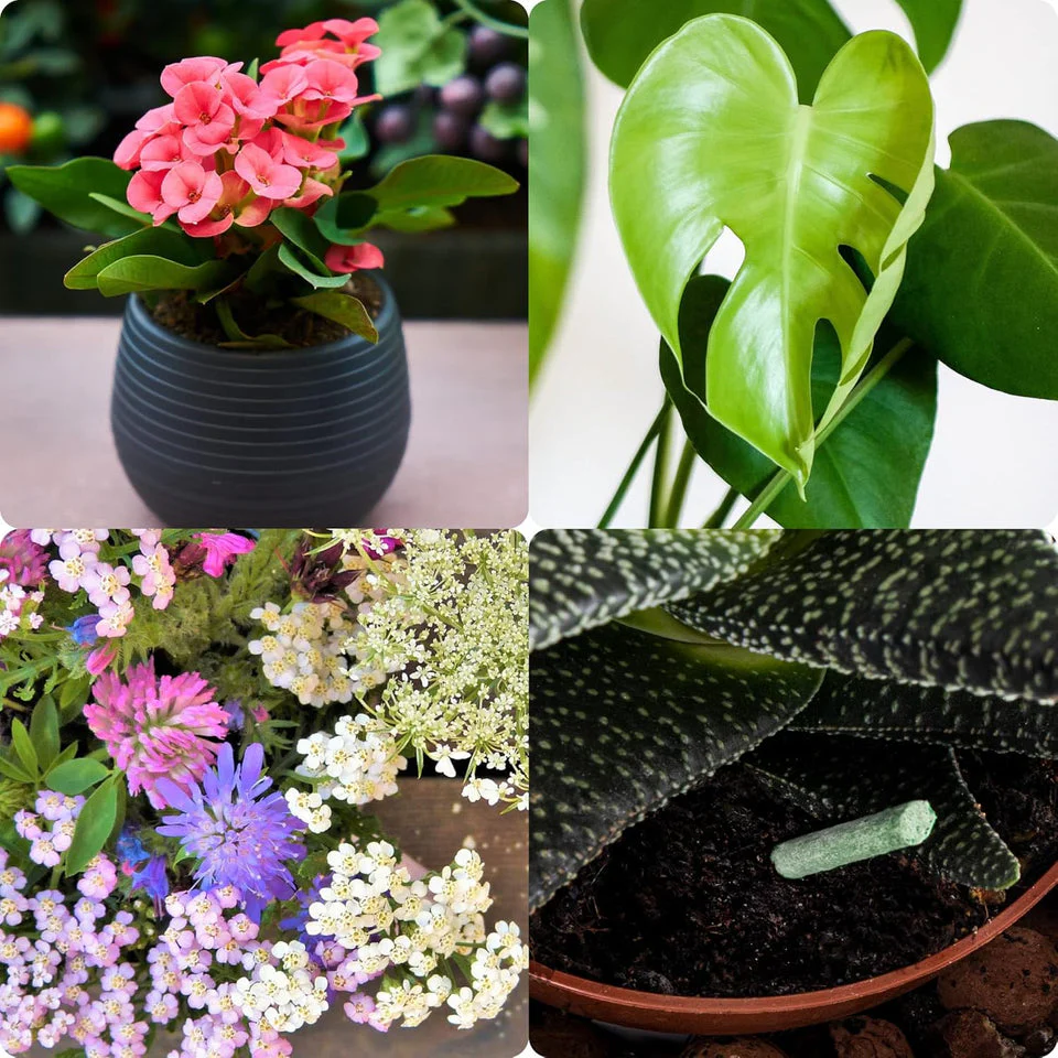 Plant Growth Food Sticks - Image 2