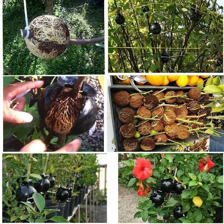 Plant Root Growing Box (PACK 0F 4) - Image 2